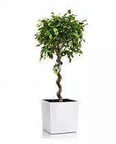 Фикус Экзотика спираль + Lechuza Cube 40