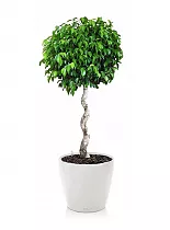 Фикус Экзотика спираль + Lechuza CLASSICO Color LS 43