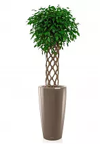 Фикус Экзотика цилиндр + Lechuza RONDO 40