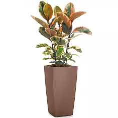 Фикус Эластика Бейлиз + Lechuza CUBICO Color 30