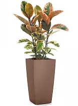 Фикус Эластика Бейлиз + Lechuza CUBICO Color 30