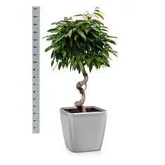 Фикус Амстел Кинг + Lechuza QUADRO LS 43