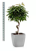 Фикус Амстел Кинг + Lechuza QUADRO LS 43