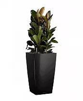 Фикус Эластика Абиджан + Lechuza CUBICO Color 30