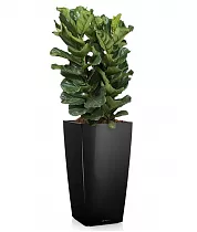 Фикус Лирата + Lechuza CUBICO 40