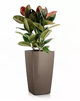 Фикус Эластика Мелани + Lechuza CUBICO 40