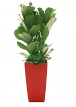 Фикус Лирата  + Lechuza CUBICO 30