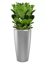 Фикус Лирата  + Lechuza  RONDO 32