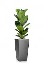 Фикус Лирата  + Lechuza CUBICO 22