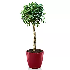 Фикус Бенжамина Колумнар + Lechuza CLASSICO 43