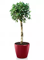 Фикус Бенжамина Колумнар + Lechuza CLASSICO 43