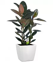 Фикус Эластика Абиджан + Lechuza QUADRO LS  43