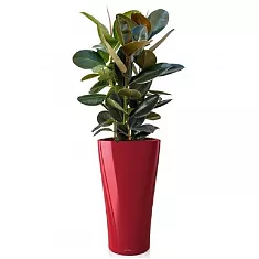 Фикус Эластика Мелани + Lechuza DELTA 30