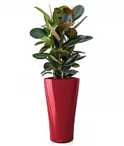 Фикус Эластика Мелани + Lechuza DELTA 30