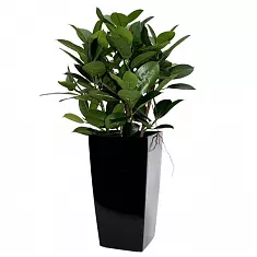 Фикус Эластика Мелани + Lechuza CUBICO 30