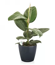 Фикус Эластика Робуста + Lechuza CLASSICO 21