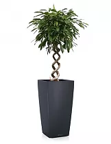 Фикус Амстел Кинг +  Lechuza CUBICO 40