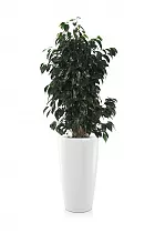 Фикус Даниэль куст + Lechuza RONDO 40 