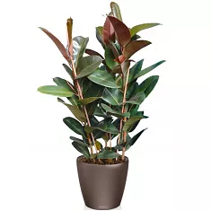 Фикус Эластика Робуста + Lechuza CLASSICO 43