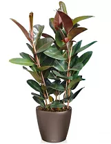 Фикус Эластика Робуста + Lechuza CLASSICO 43