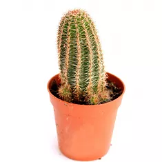 Эхиноцереус Рейхенбаха - Echinocereus reichenbachii D12 H20