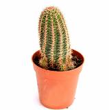 Эхиноцереус Рейхенбаха - Echinocereus reichenbachii D12 H20