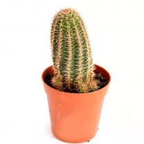 Эхиноцереус Рейхенбаха - Echinocereus reichenbachii D12 H20