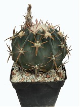 Эхинокактус техасский  - Echinocactus texensis D27 H35