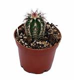 Эхиноцереус зеленоцветковый - Echinocereus viridiflorus D9 H15