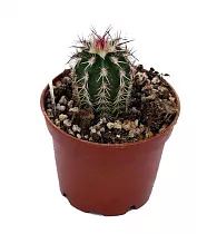 Эхиноцереус зеленоцветковый - Echinocereus viridiflorus D9 H15