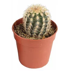 Эхиноцереус Рейхенбаха - Echinocereus reichenbachii D9 H15