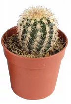 Эхиноцереус Рейхенбаха - Echinocereus reichenbachii D9 H15