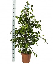 Фикус Бенджамина Экзотика - Ficus benjamina Exotica D35 H150