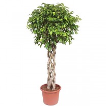 Фикус Бенджамина Экзотика труба - Ficus Be Exotica Tube D31 H140