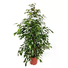 Фикус Бенджамина Данита - Ficus benjamina Danita  D30 H150