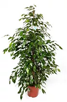 Фикус Бенджамина Данита - Ficus benjamina Danita  D30 H150