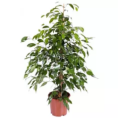 Фикус Бенджамина Данита - Ficus benjamina Danita  D15 H110