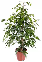 Фикус Бенджамина Данита - Ficus benjamina Danita  D15 H110
