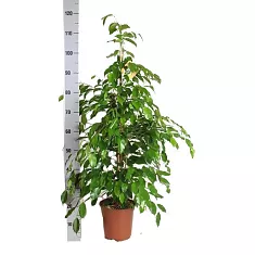 Фикус Бенджамина Данита - Ficus benjamina Danita  D20 H120