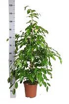 Фикус Бенджамина Данита - Ficus benjamina Danita  D20 H120