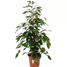Фикус Бенджамина Данита - Ficus benjamina Danita D20 H130