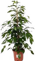 Фикус Бенджамина Данита - Ficus benjamina Danita D20 H130