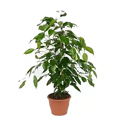 Фикус Бенджамина Данита - Ficus benjamina Danita  D15 H80