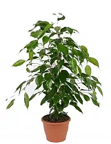 Фикус Бенджамина Данита - Ficus benjamina Danita  D15 H80
