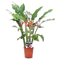 Геликония Флейм - Heliconia flame D19 H130