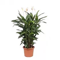 Геликония Хаван - Heliconia hawaп D45 H170