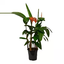 Геликония попугайная- Heliconia psittacorum curacao D19 H85