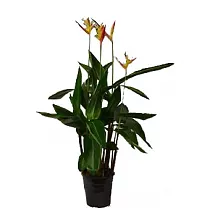 Геликония попугайная Гавайская - Heliconia psittacorum hawai D19 H80