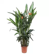 Геликония Кюрасао - Heliconia Curacao (fachjan) D24 H150