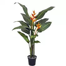 Геликония Олимпик Флейм красная - Heliconia Olympic Flame D19 H120